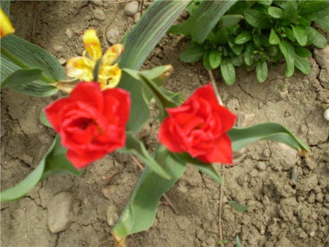 tulipan